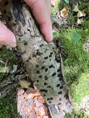 Hypoxylaceae