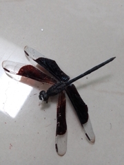 Erythrodiplax funerea