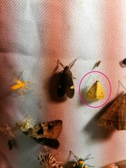 Marimatha nigrofimbria