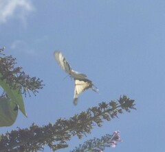 Iphiclides podalirius