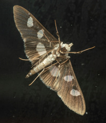 Desmia
