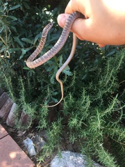 Masticophis flagellum