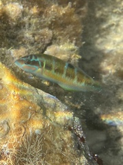 Thalassoma pavo
