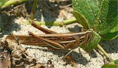 Schistocerca pallens