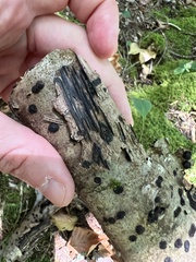 Hypoxylaceae