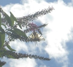 Iphiclides podalirius