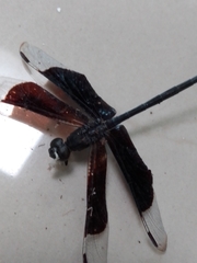 Erythrodiplax funerea