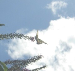 Iphiclides podalirius