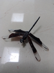 Erythrodiplax funerea