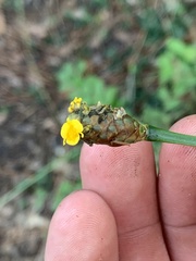 Xyris ambigua