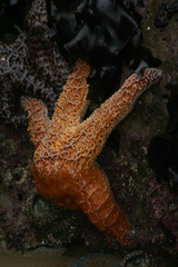 Pisaster ochraceus