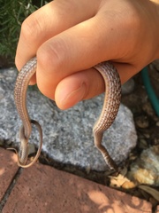 Masticophis flagellum
