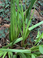 Xyris ambigua