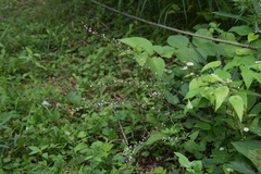 Hylodesmum podocarpum oxyphyllum