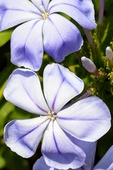 Plumbago auriculata