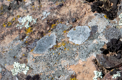 Physcia caesia