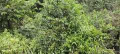 Salacia