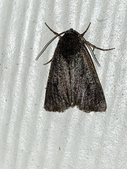 Noctuinae