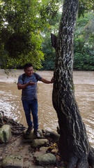 Calophyllum brasiliense