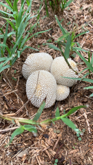 Lycoperdon marginatum