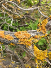Dufourea