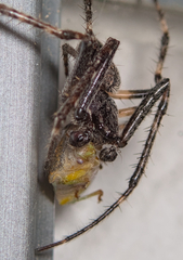 Nuctenea umbratica