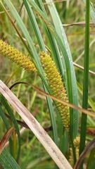 Carex rostrata