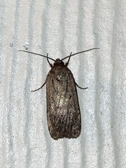 Noctuinae