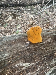 Aurantiporus croceus
