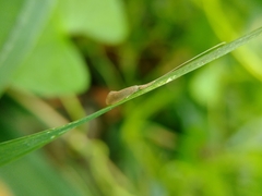 Oecetis