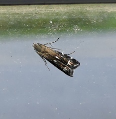Anacampsis levipedella