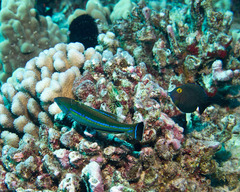 Pseudojuloides cerasinus