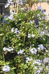 Plumbago auriculata