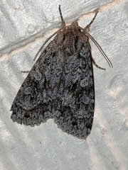 Noctuinae