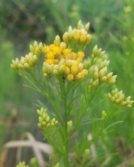 Euthamia occidentalis