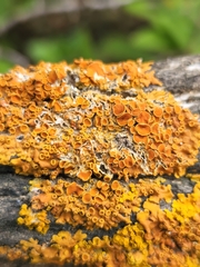 Dufourea