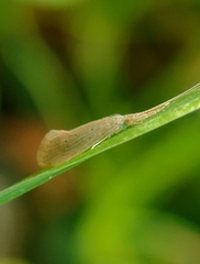 Oecetis