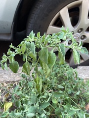 Solanum sarrachoides