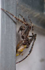 Nuctenea umbratica