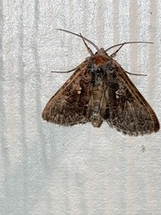 Syngrapha octoscripta