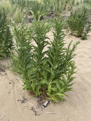 Solidago sempervirens