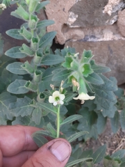 Hyoscyamus albus