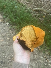 Aurantiporus croceus