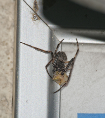 Nuctenea umbratica