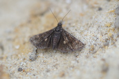 Heliothela wulfeniana