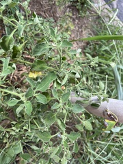 Solanum sarrachoides