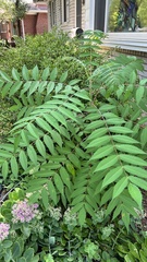 Sorbaria sorbifolia
