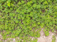 Euphorbia humistrata