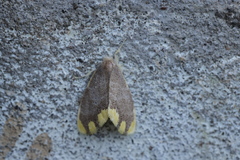 Orvasca subnotata