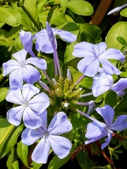 Plumbago auriculata